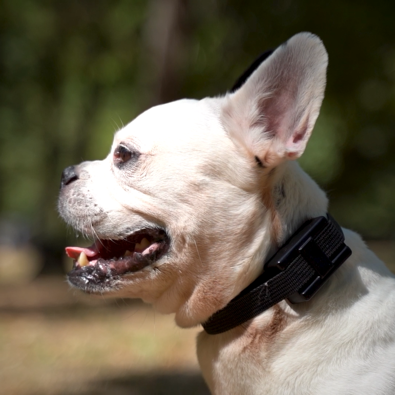 Pawmatix NOVA 1.1™ | AI Powered Smart Collar PawMatix®