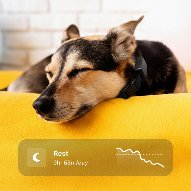 Pawmatix NOVA 1.1™ | AI Powered Smart Collar PawMatix®