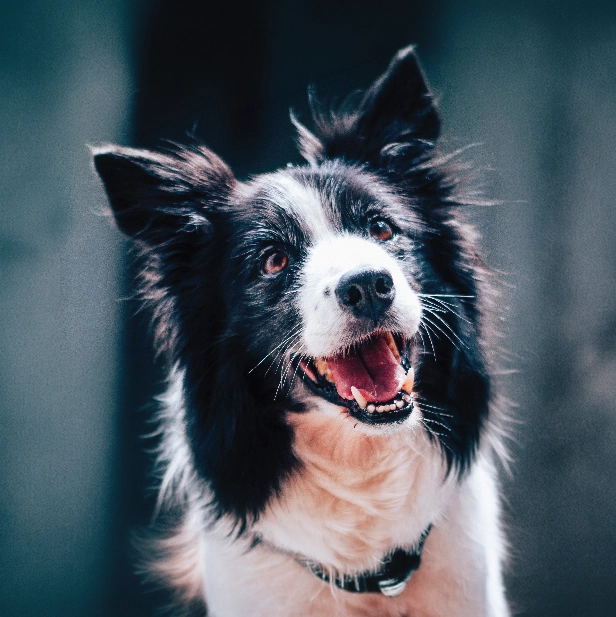 Dog portrait